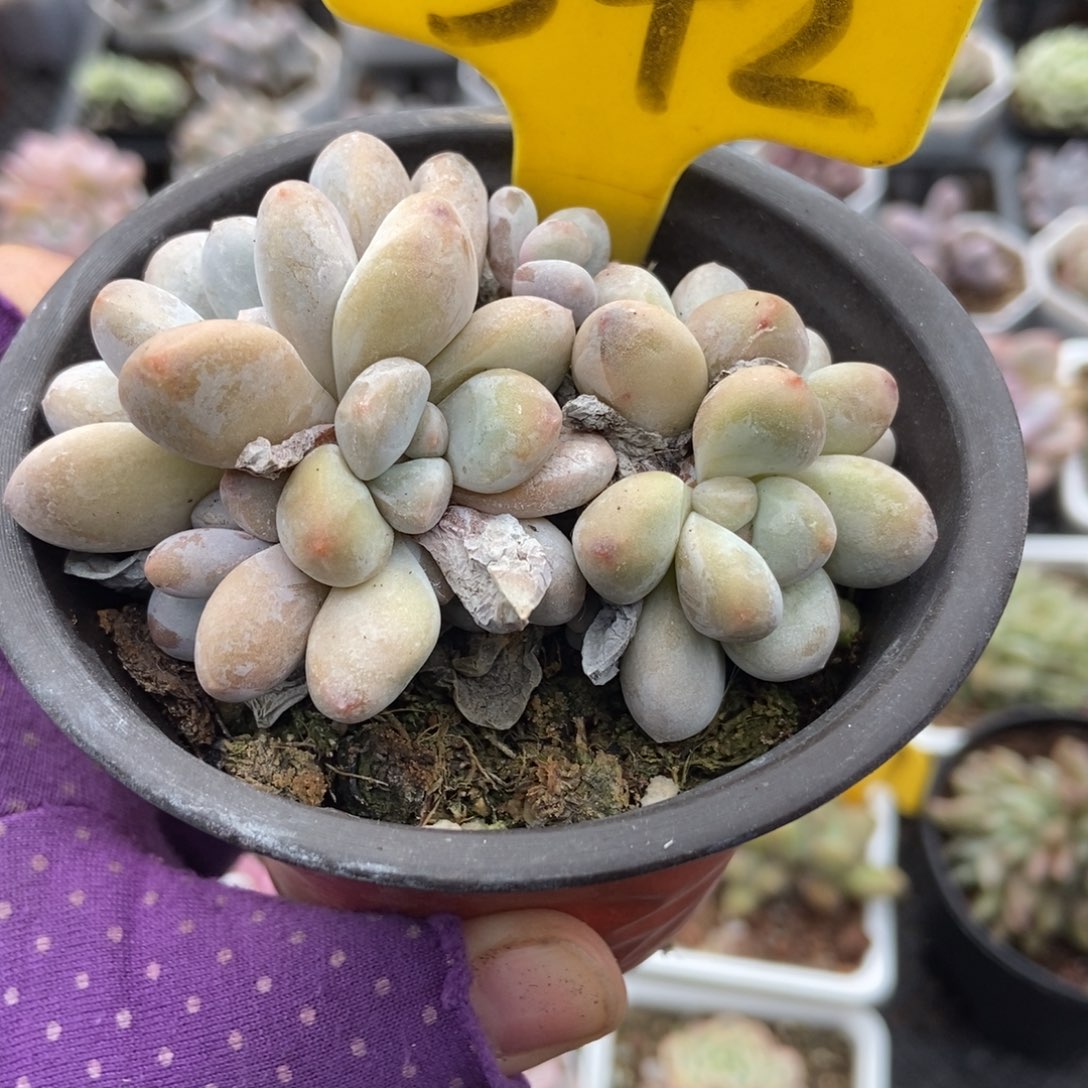 542香水多肉植物duorou