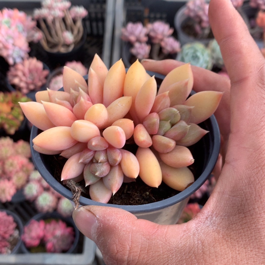 美***）八届中央纪实大学委员会议