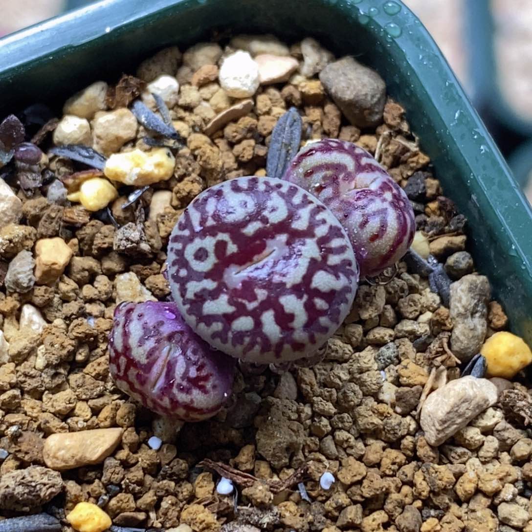 三头优选超墨三头优选超墨