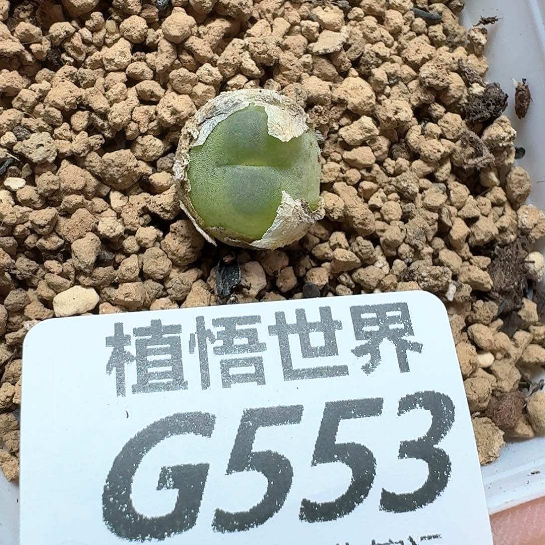 多肉植物的润泽额fg