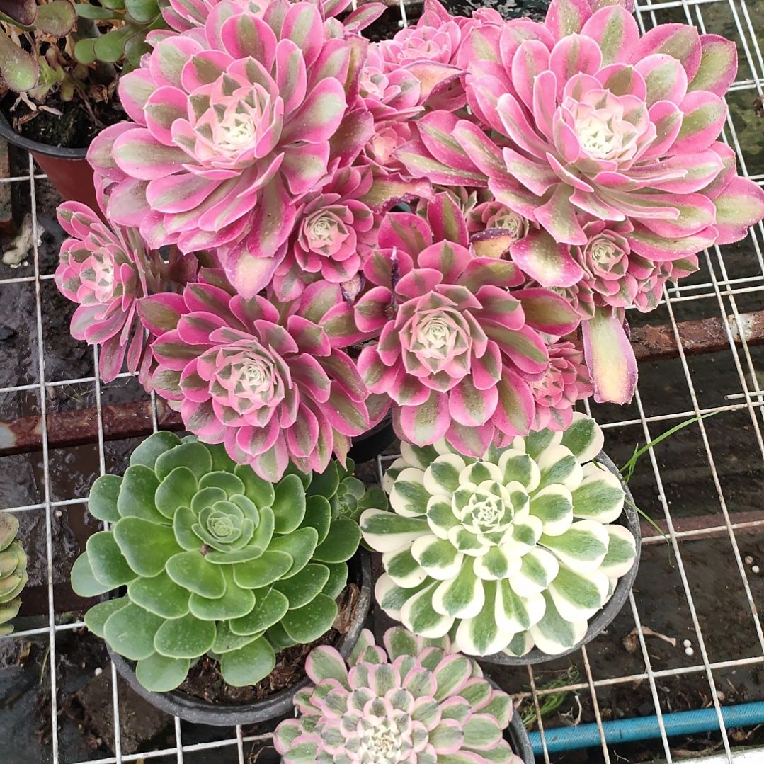 多肉法师锦套餐四颗