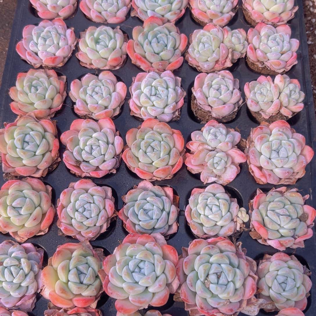 全状态冰玉50颗一组