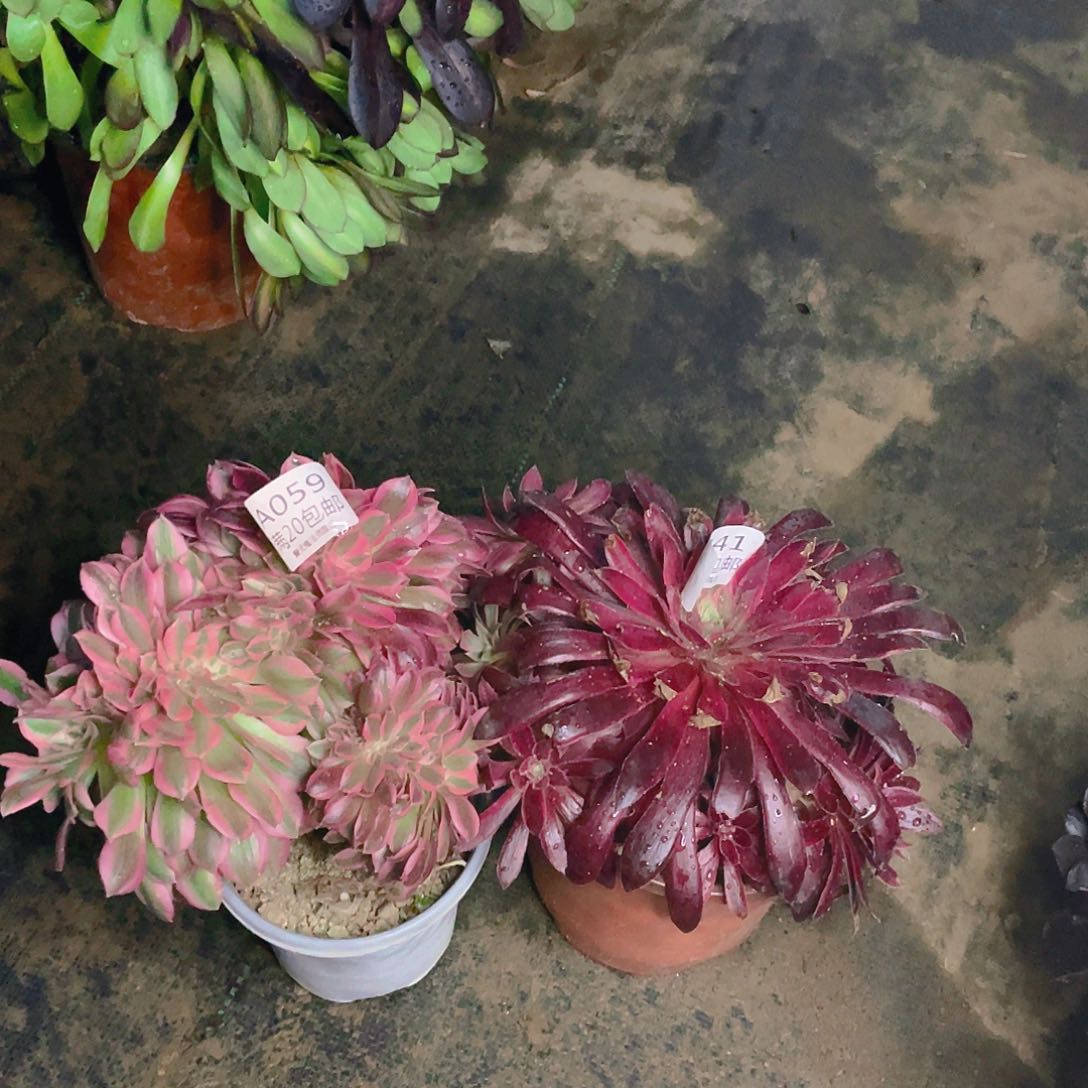 059组合多肉法师有伤