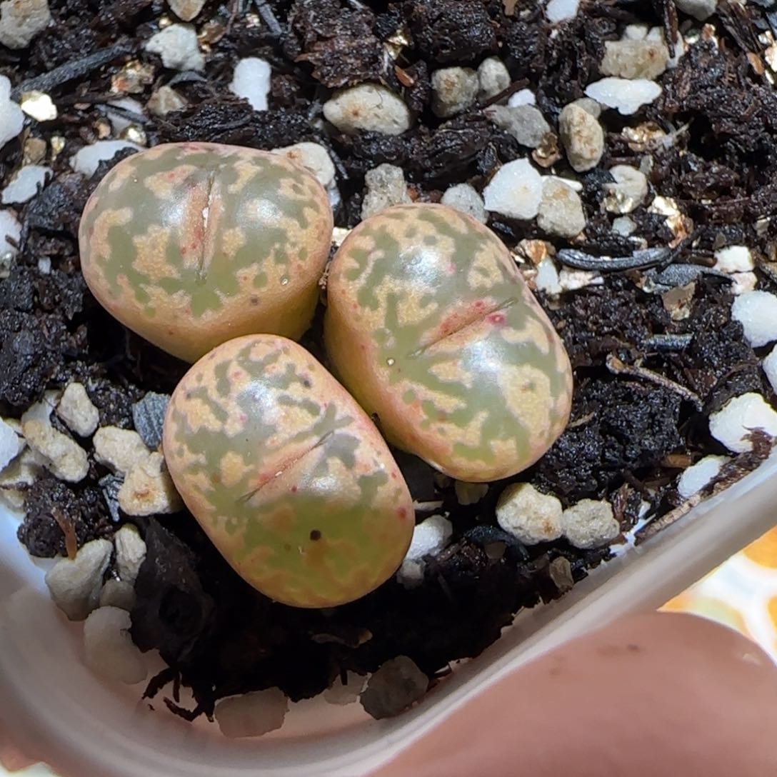 肉锥多肉植物百科-粉色勋章1126