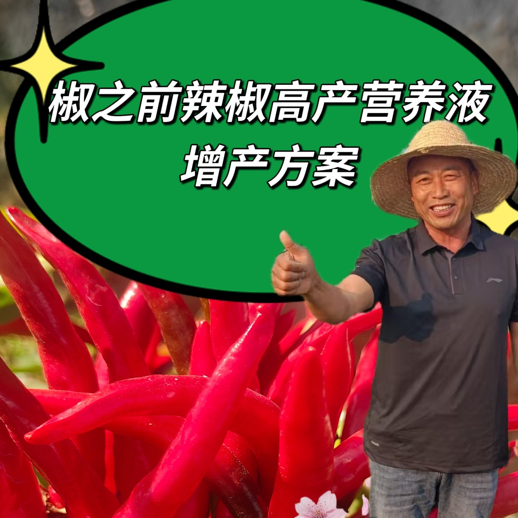 椒之前辣椒营养液增产方案