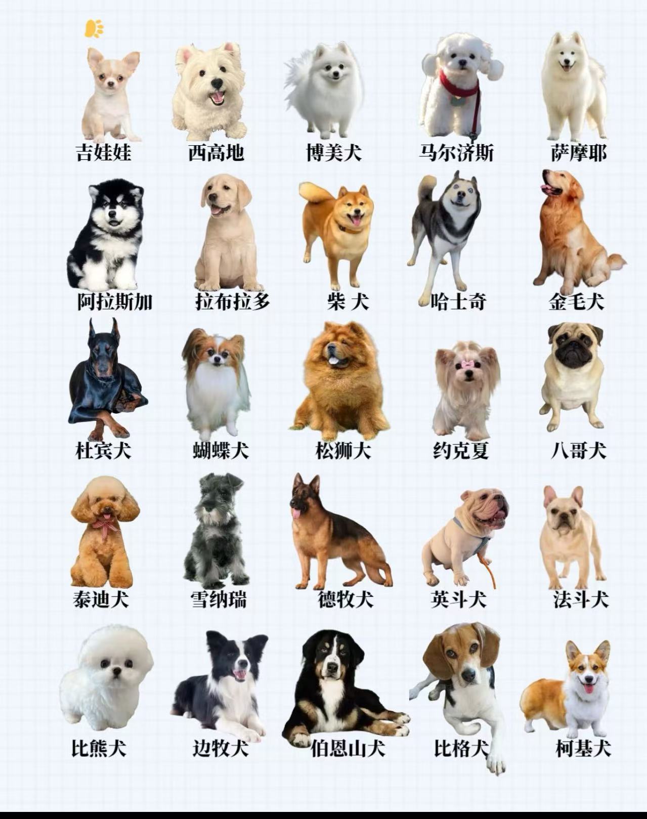 教你怎么挑选狗狗