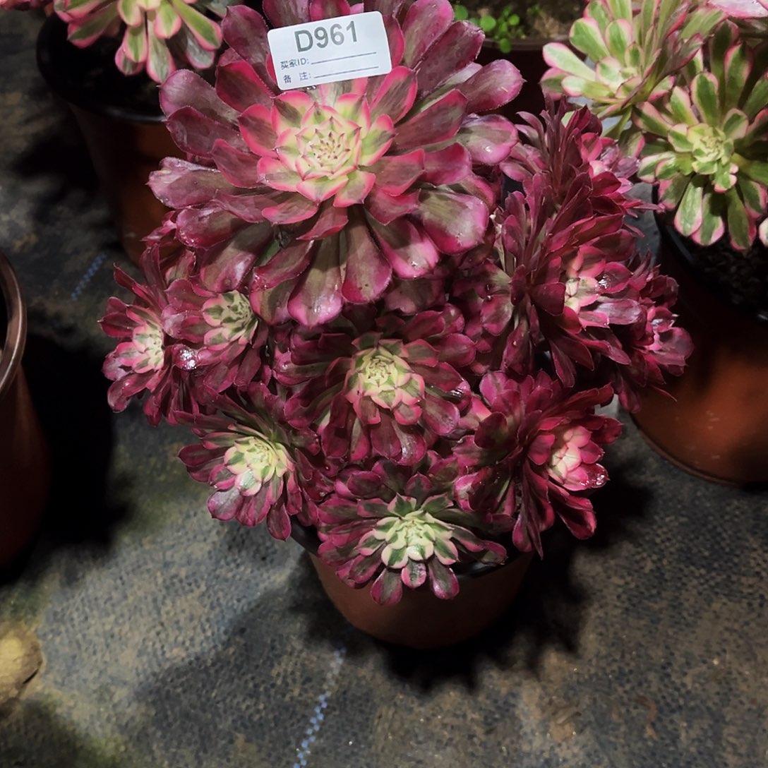 完全开放多肉植物961红铜白