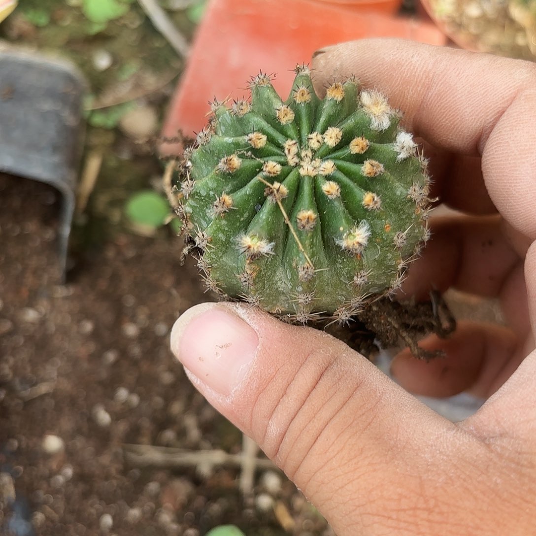 茶22个马丙很小根瑕