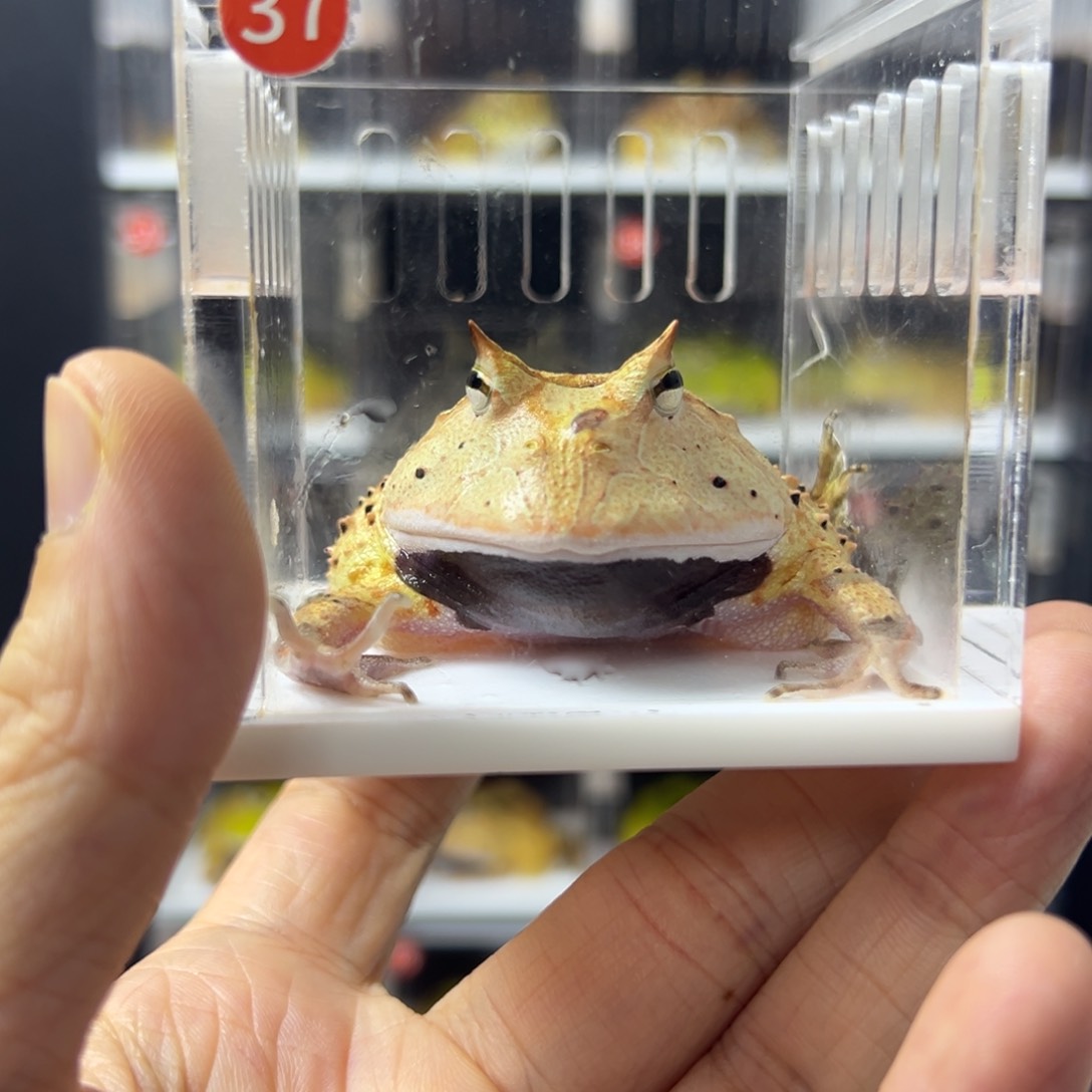 角蛙霸王角蛙原色6-7