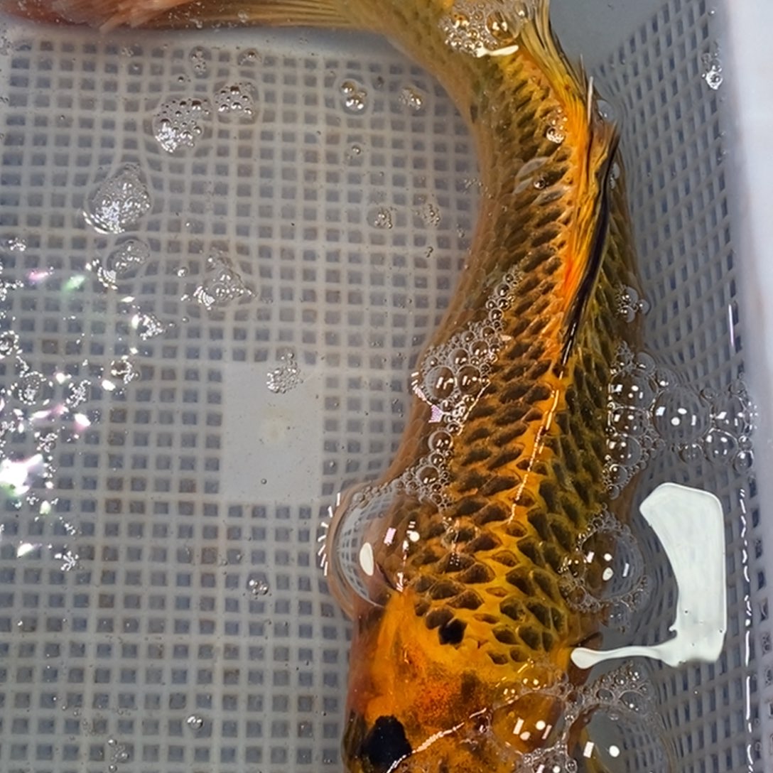 锦鲤锦鲤 开衩掉麟充血属于正常情况 介意别拍