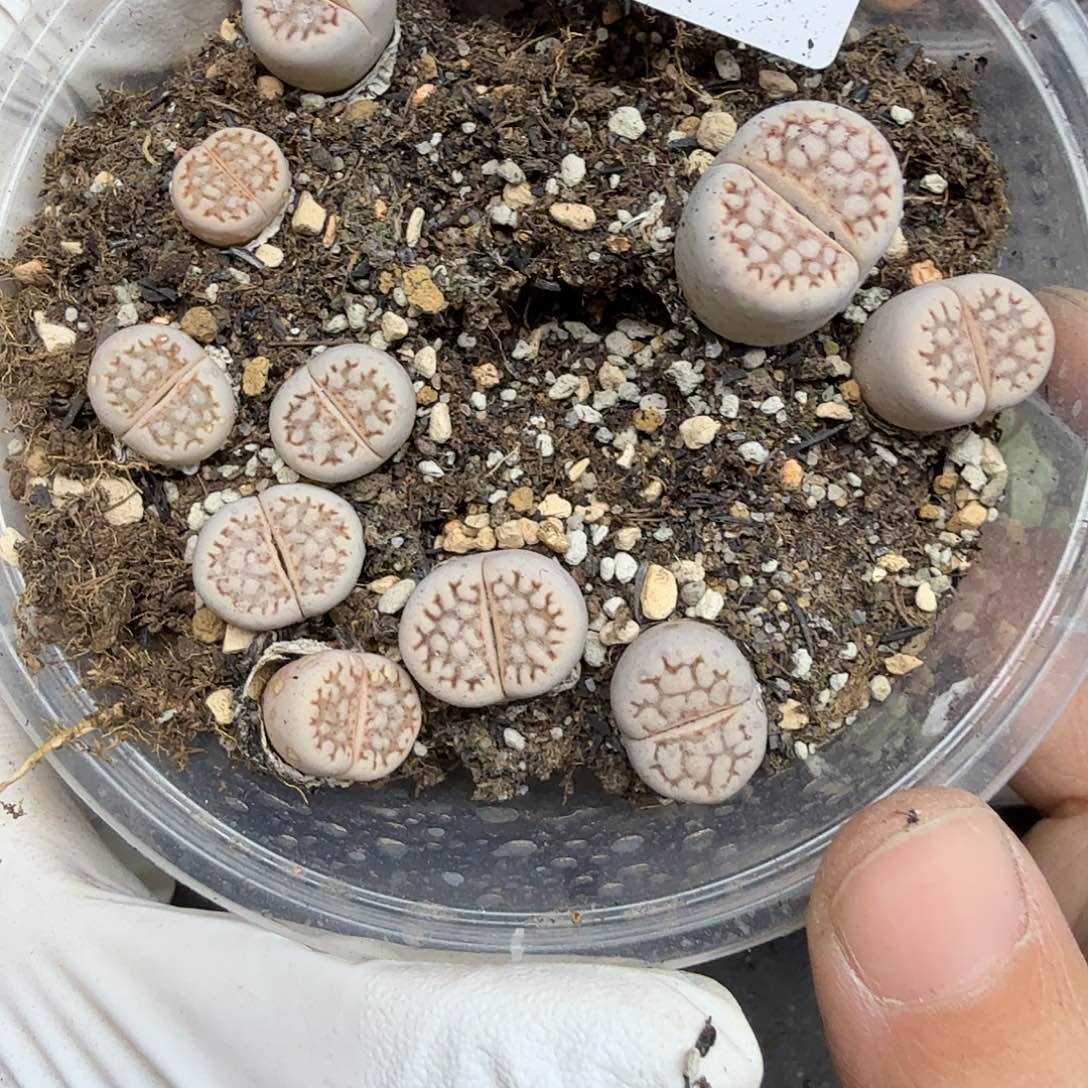 是一个充满生机盎然之前不066这个