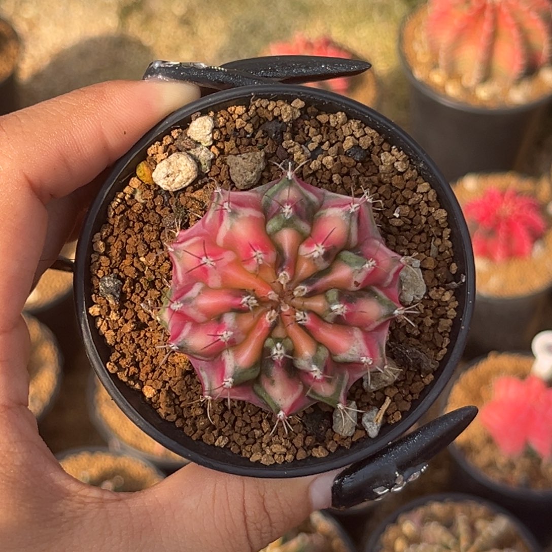 侧牙米哈 带盆土福利