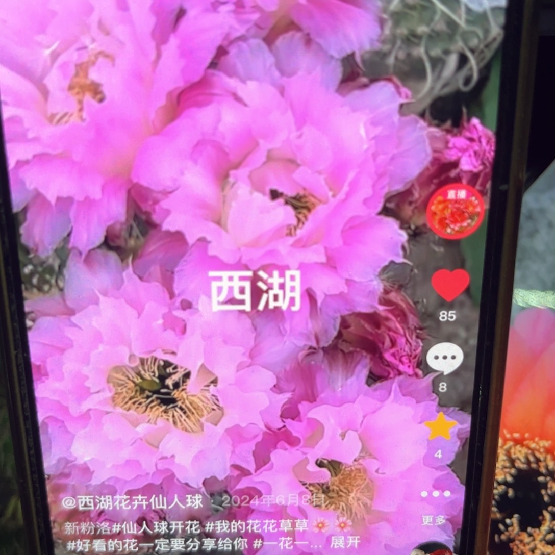 新粉洛彩侧牙20包邮仙人球2