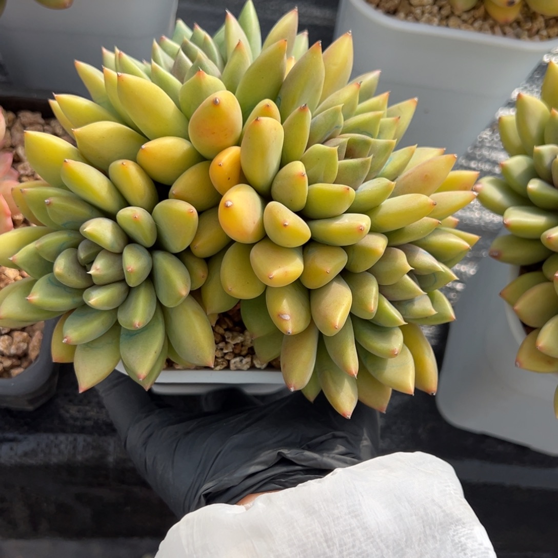 汤***圆象牙一物一拍多肉