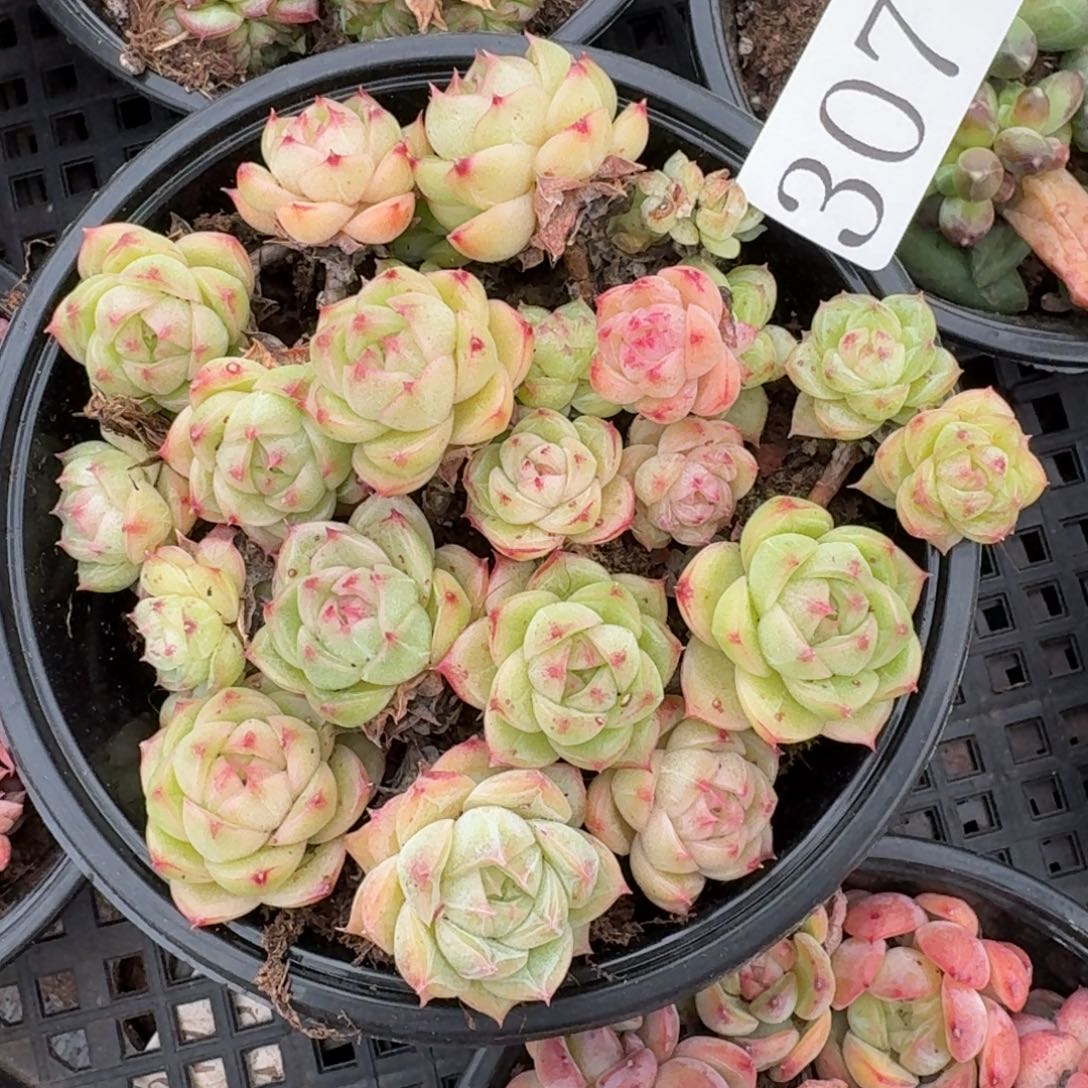 多肉植物多肉植物307