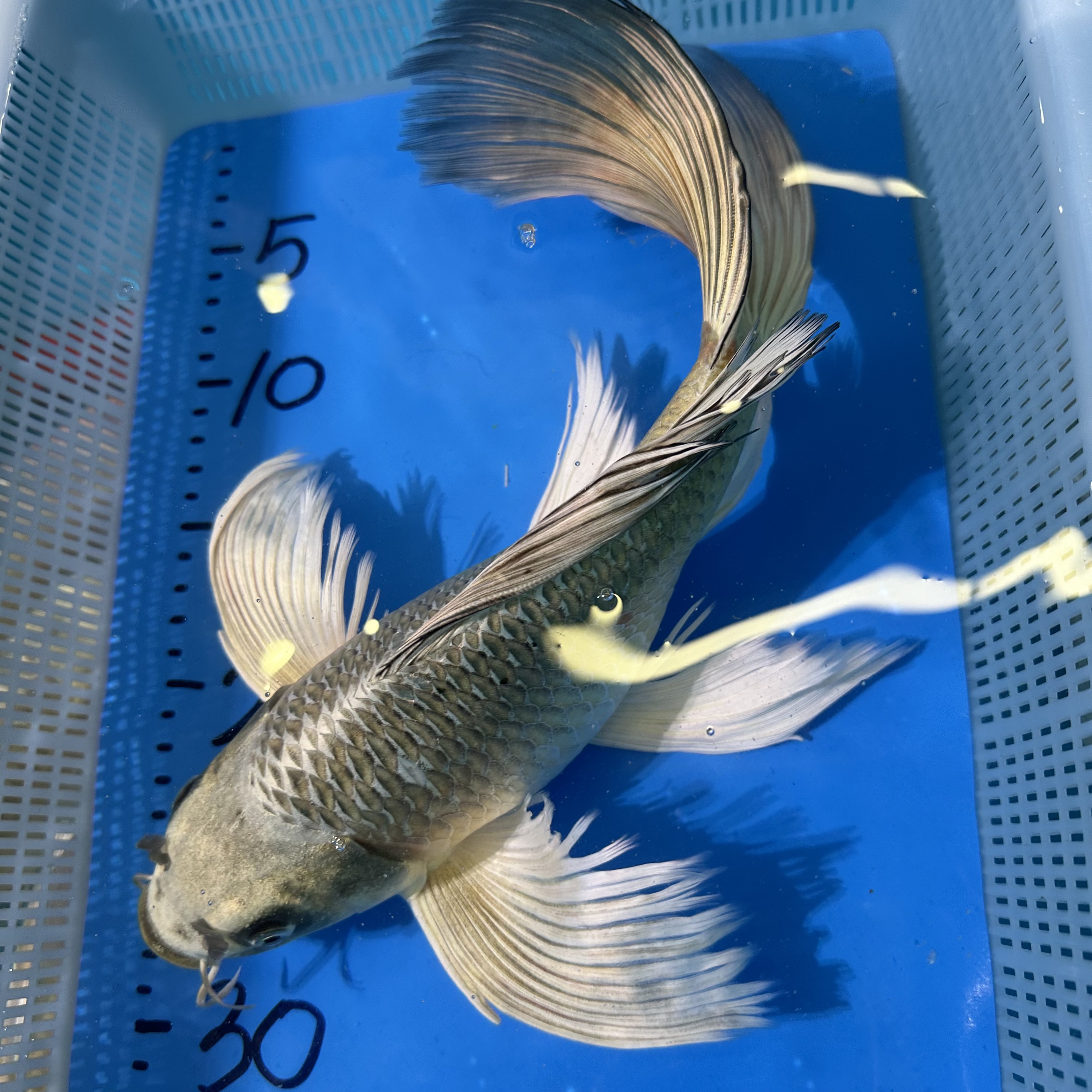 改价格1号直播链接观赏鱼蝴蝶鲤鱼包邮保活