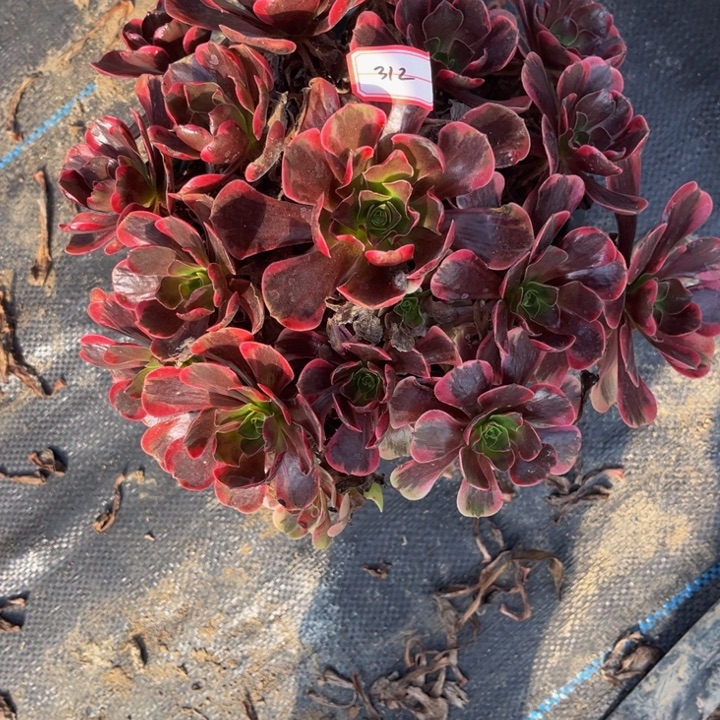 ****蓉312爱神多少植物法师