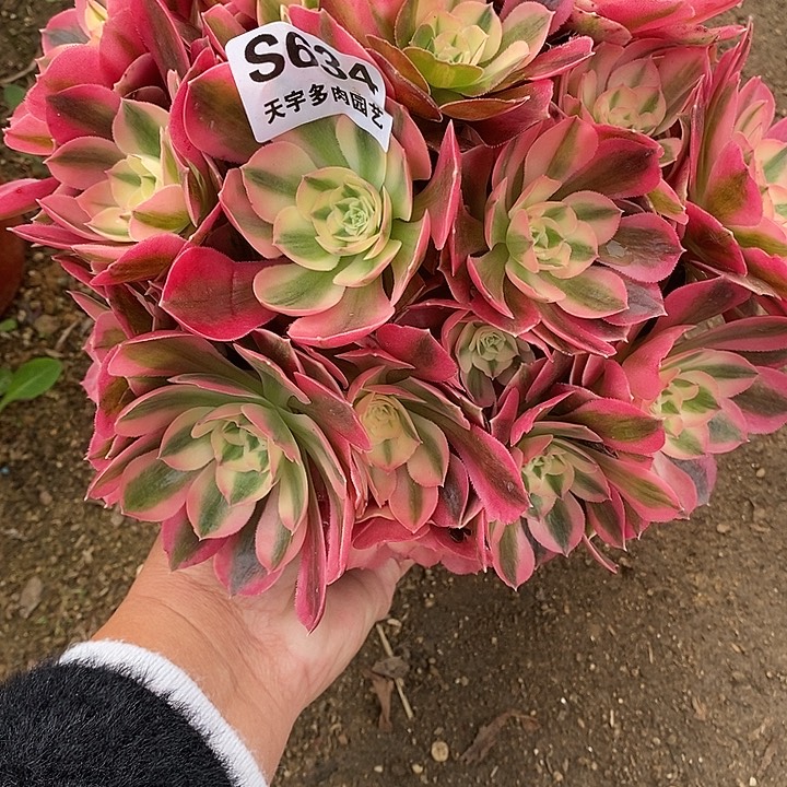 多肉植物女巫634多肉