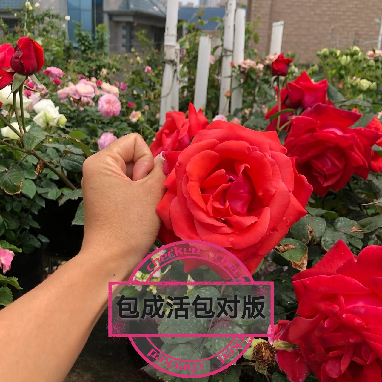 绯扇大花浓香月季花苗顺丰包邮阳台庭院四季开花盆栽绿植玫瑰花