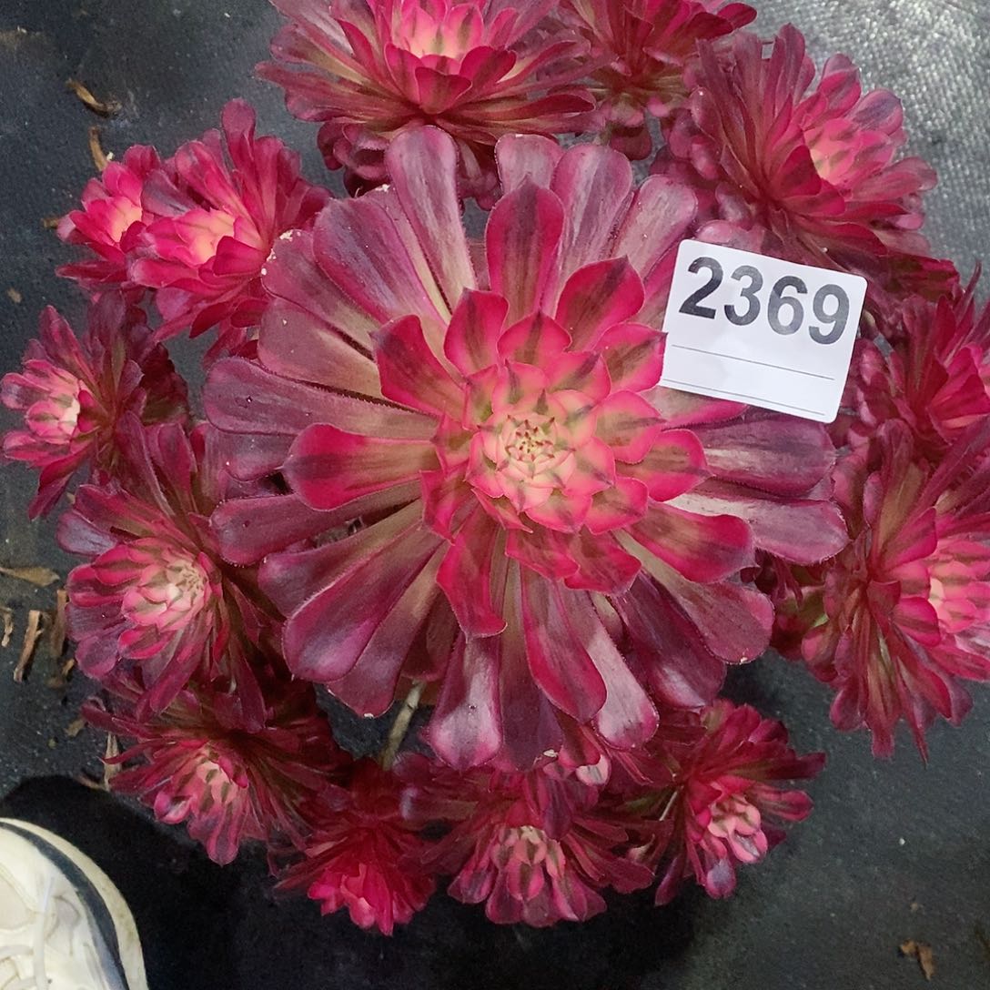 红陶2369红铜白多肉4