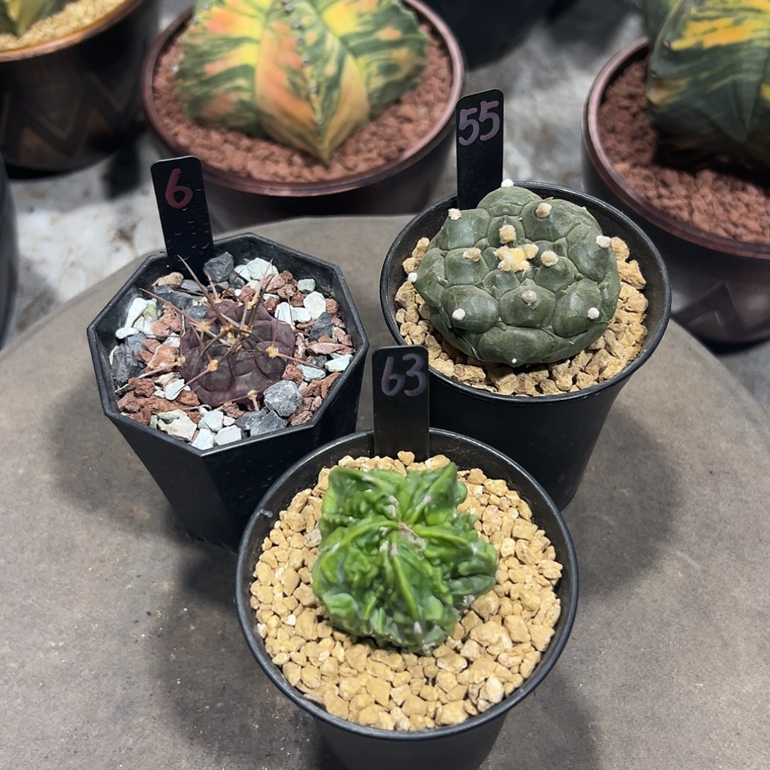 h***子实生根三颗仙人球一组