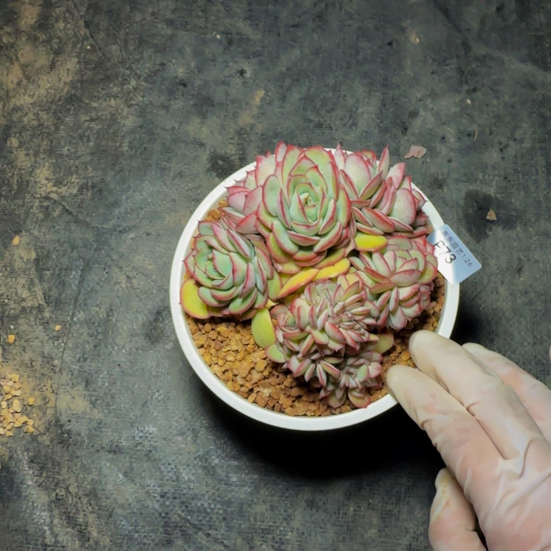 p p p p p p p p p 73