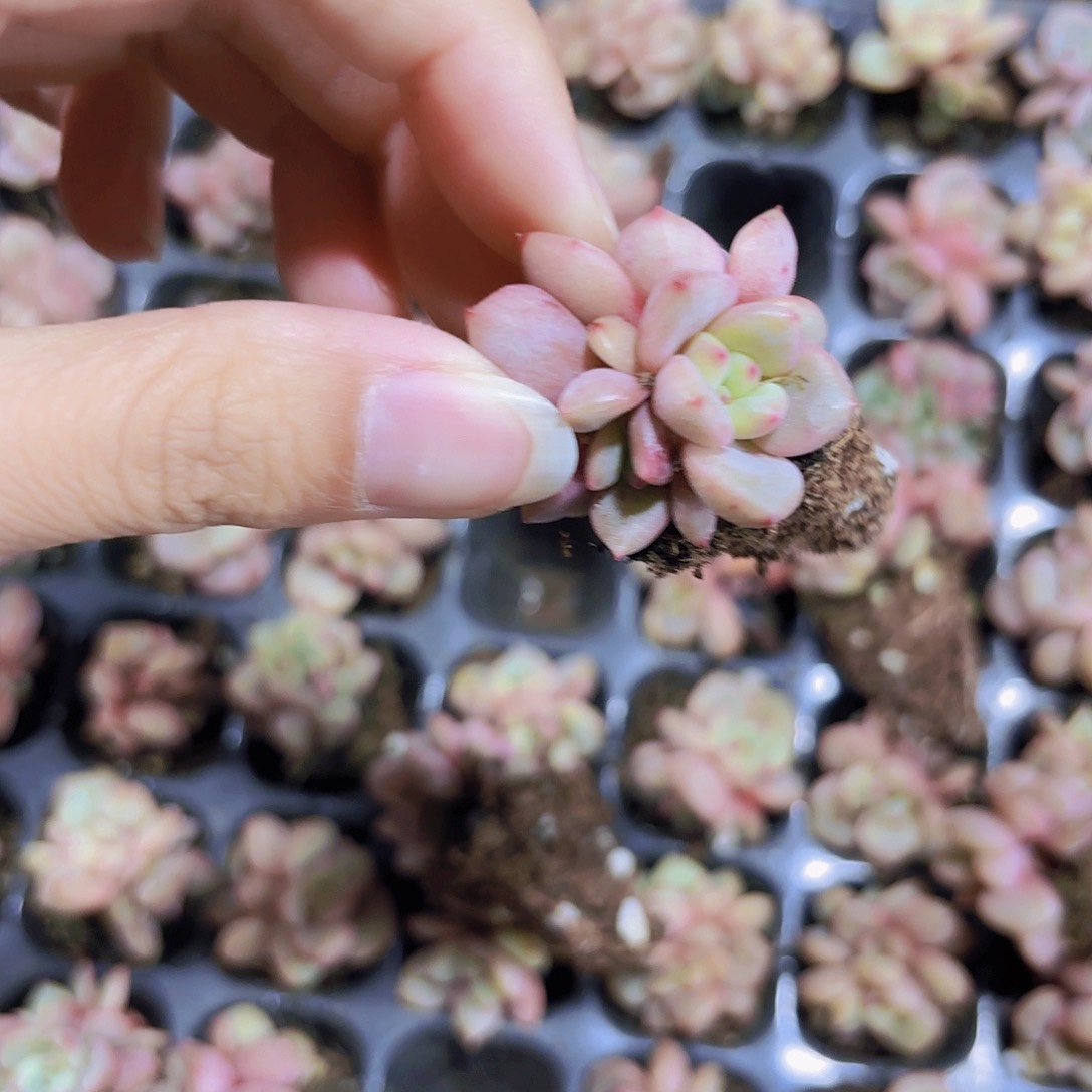 小穴苗凌雪缀化3米2颗