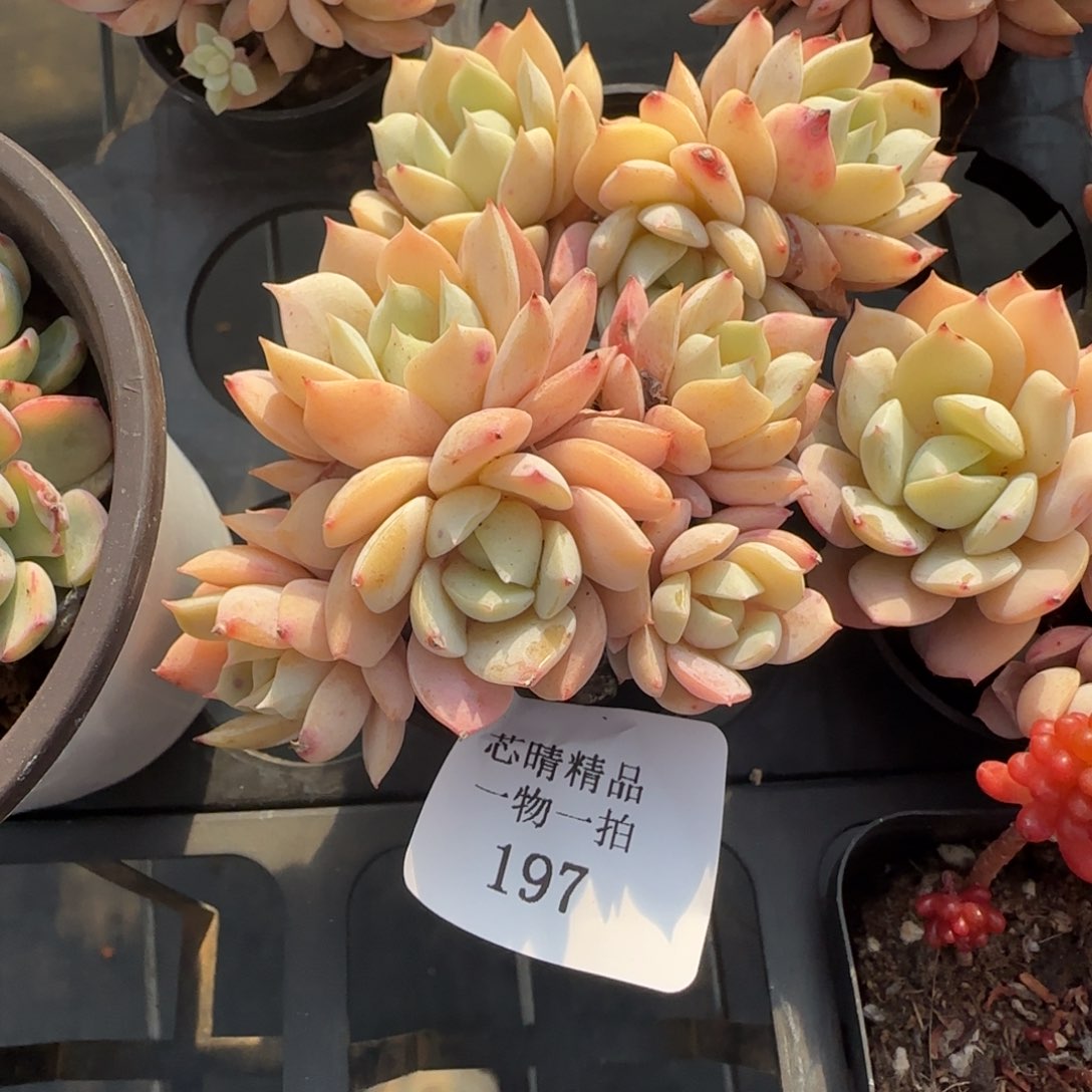 闪购精品多肉197号