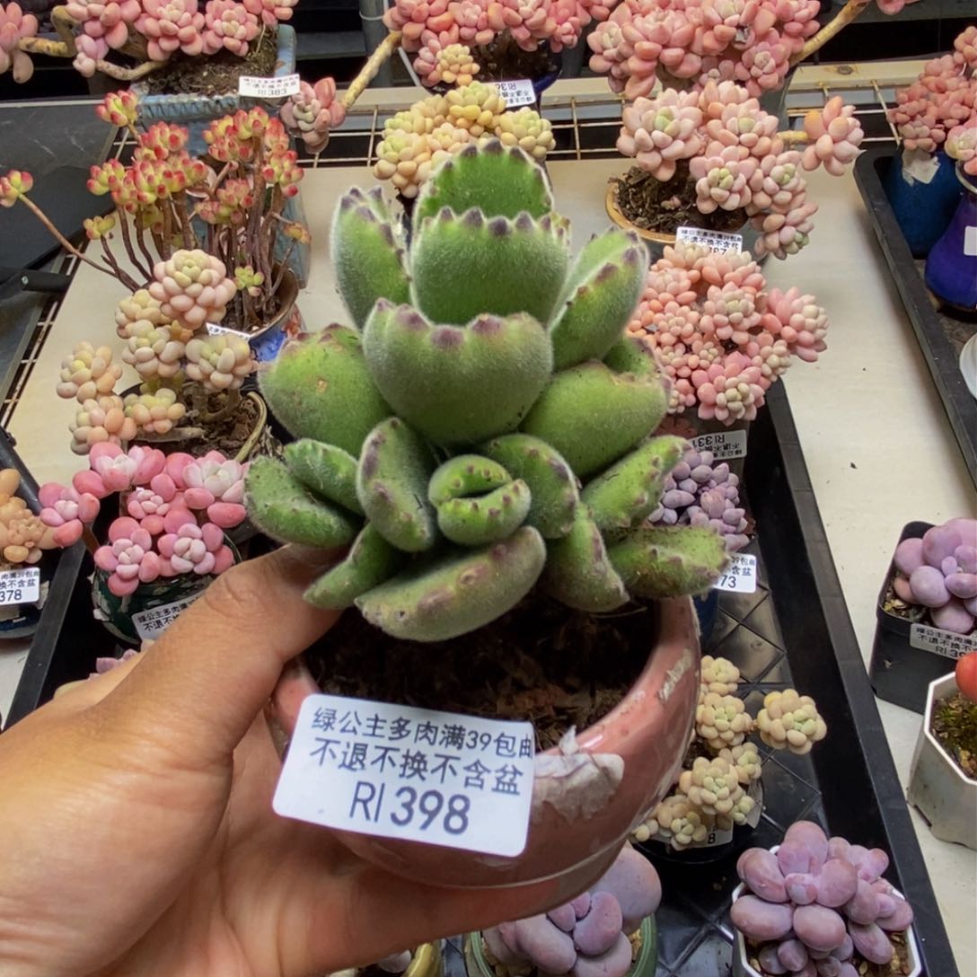 398猫抓轻微掉叶