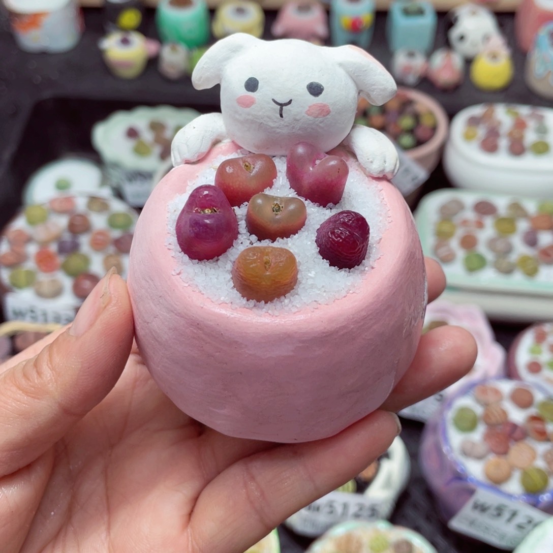 w5142 带盆土发货-零下地区拍保温箱