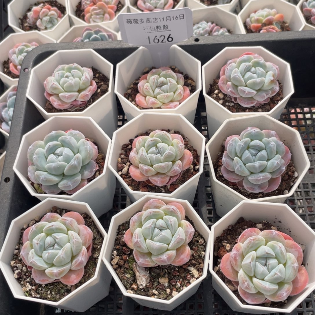 不包整散 盆子不售后1626