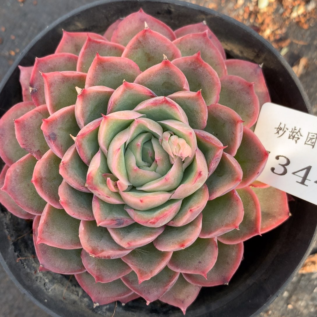 7344杂交多肉老桩