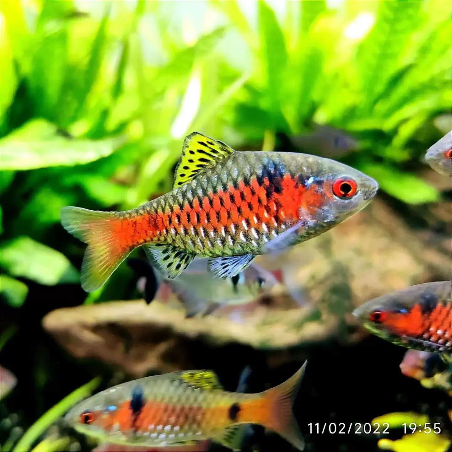 泰国溪流缸原生观赏宠物鱼钻石彩虹鲫热带鱼原生鱼小型活体群游观