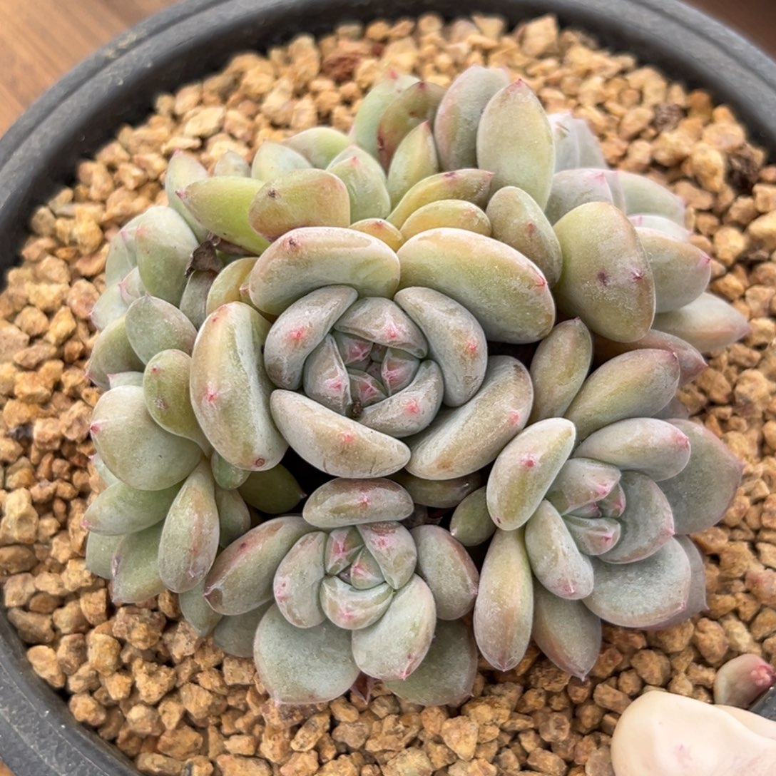 绿体 新年快乐 新年快乐