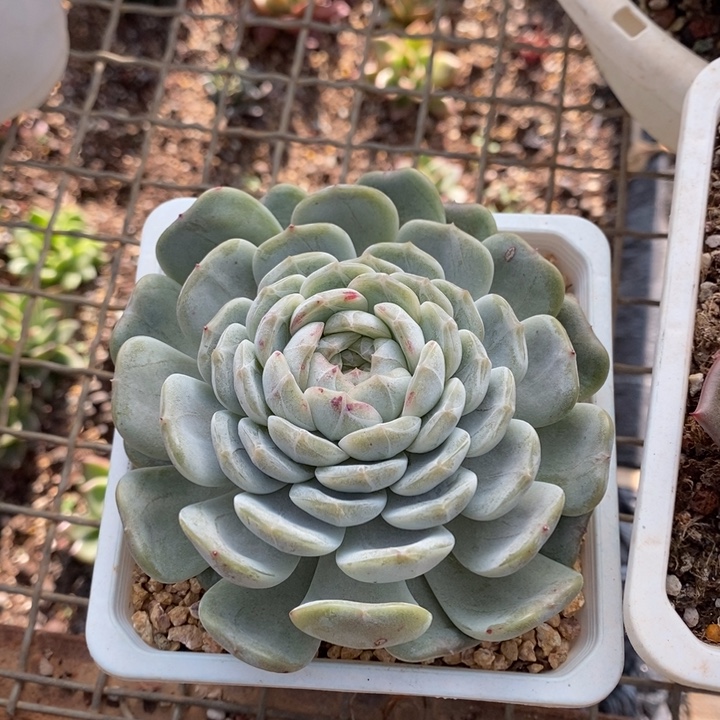 D565- 直播福利 东云暗纹