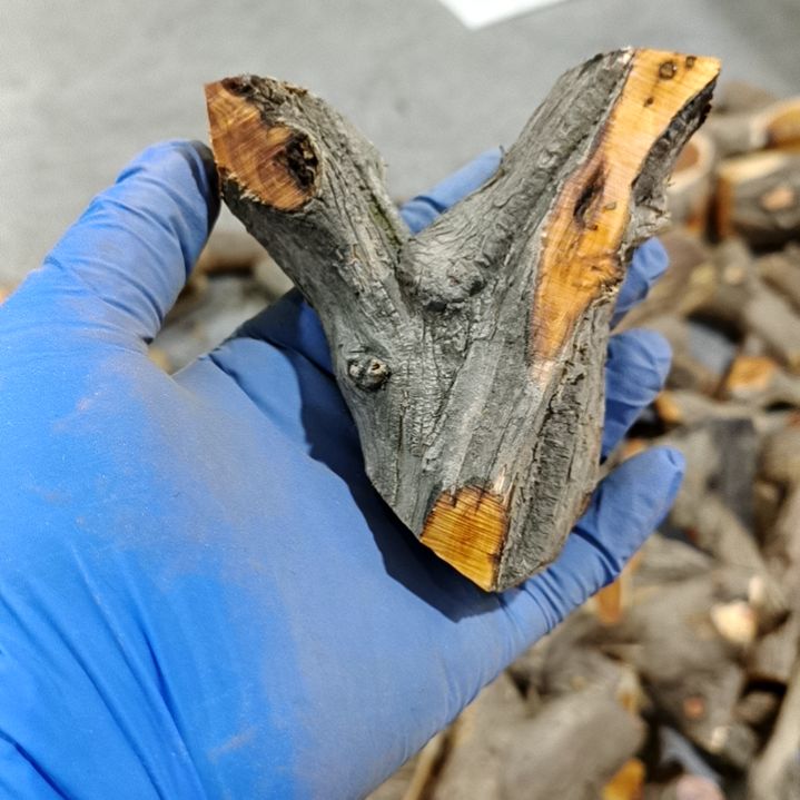 刘****香榧木崖柏原叉崖柏原叉崖柏