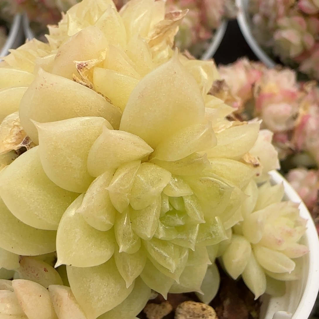 花语逸镜0215-439散