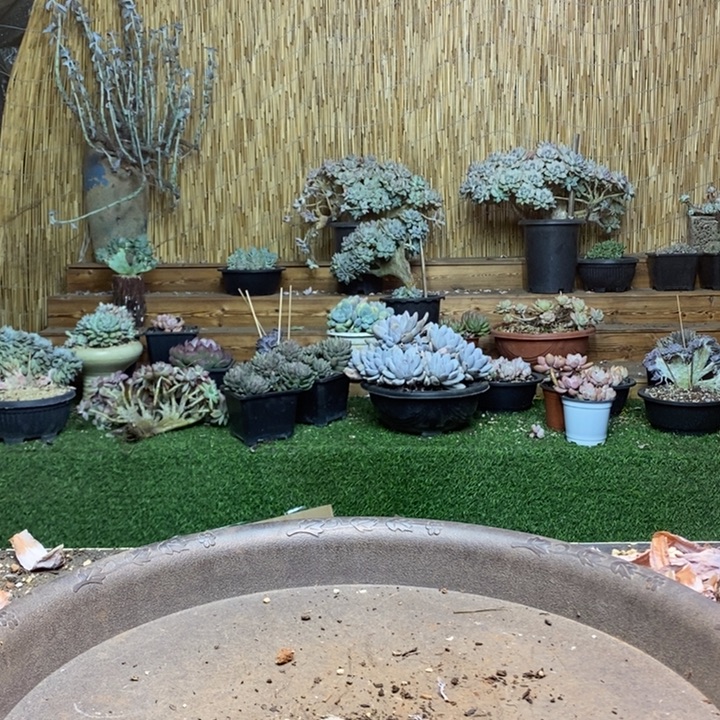 一***界813号汉堡多肉植物