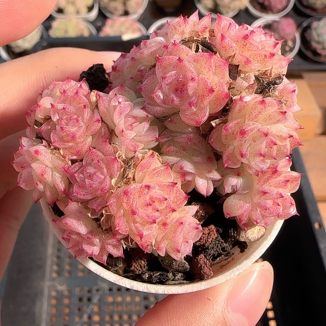 多肉1211-105小魔仙