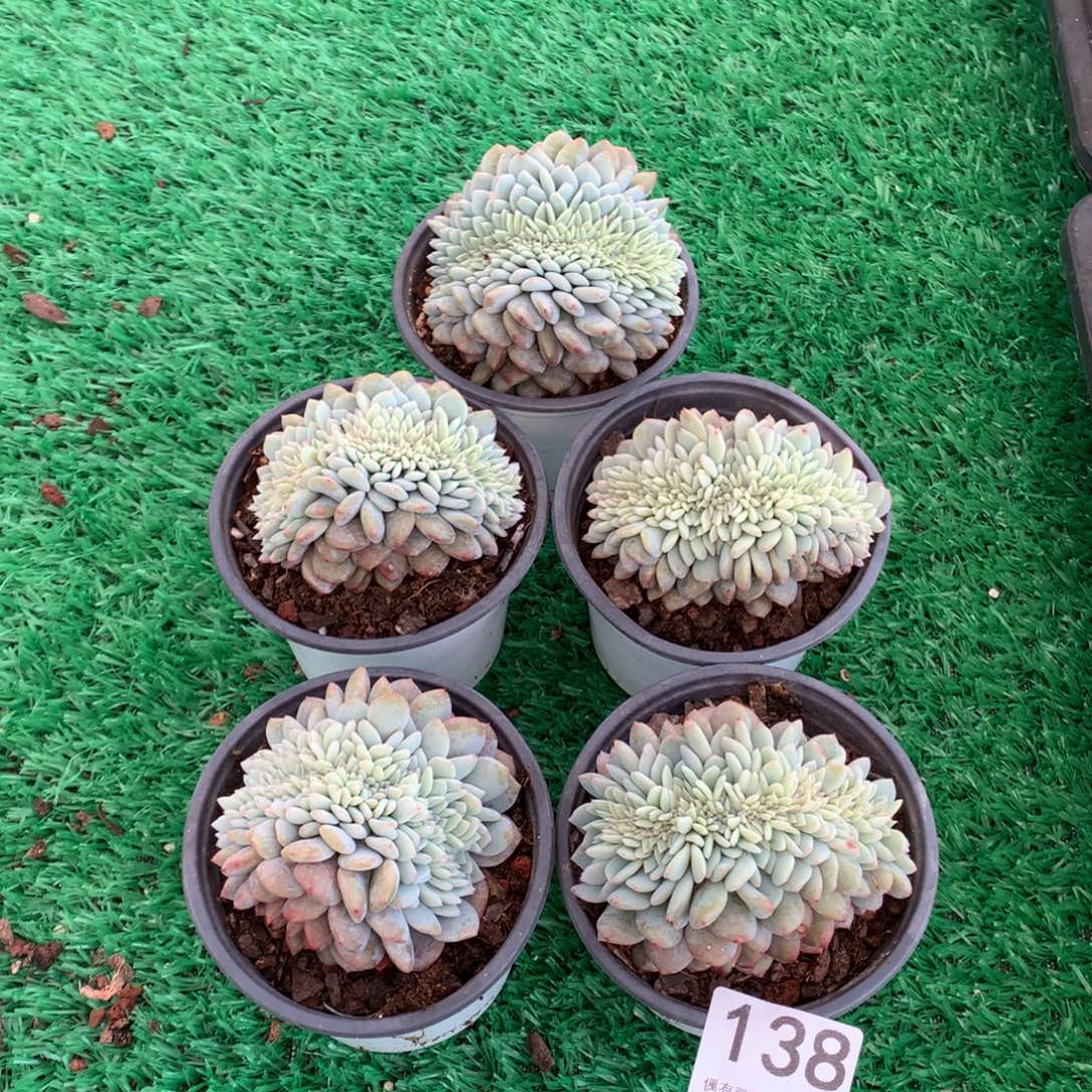 138橙子缀多肉植物组合
