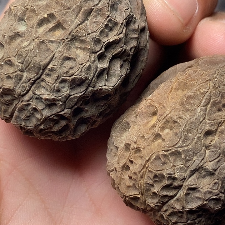 把件文玩核桃云南铁核桃20