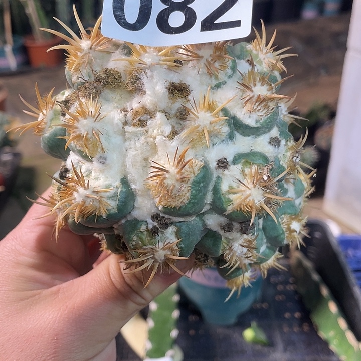 082刺缀象牙一个仙人球