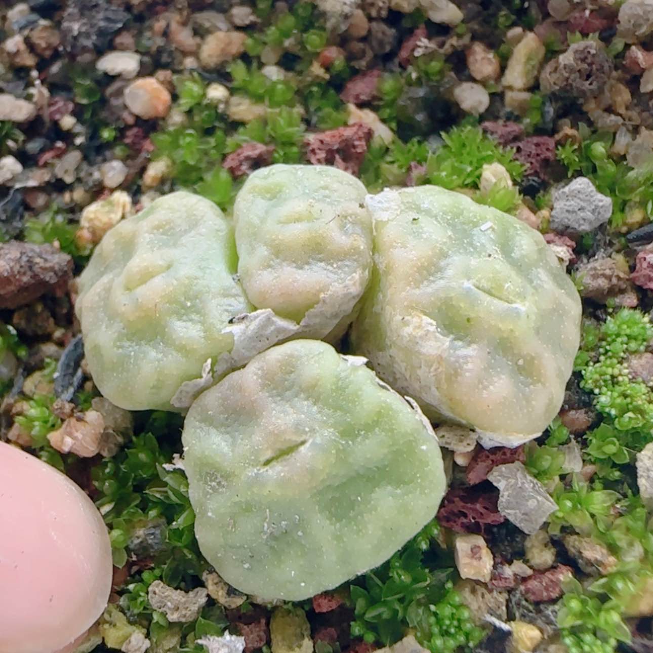 【闪购商品】21197