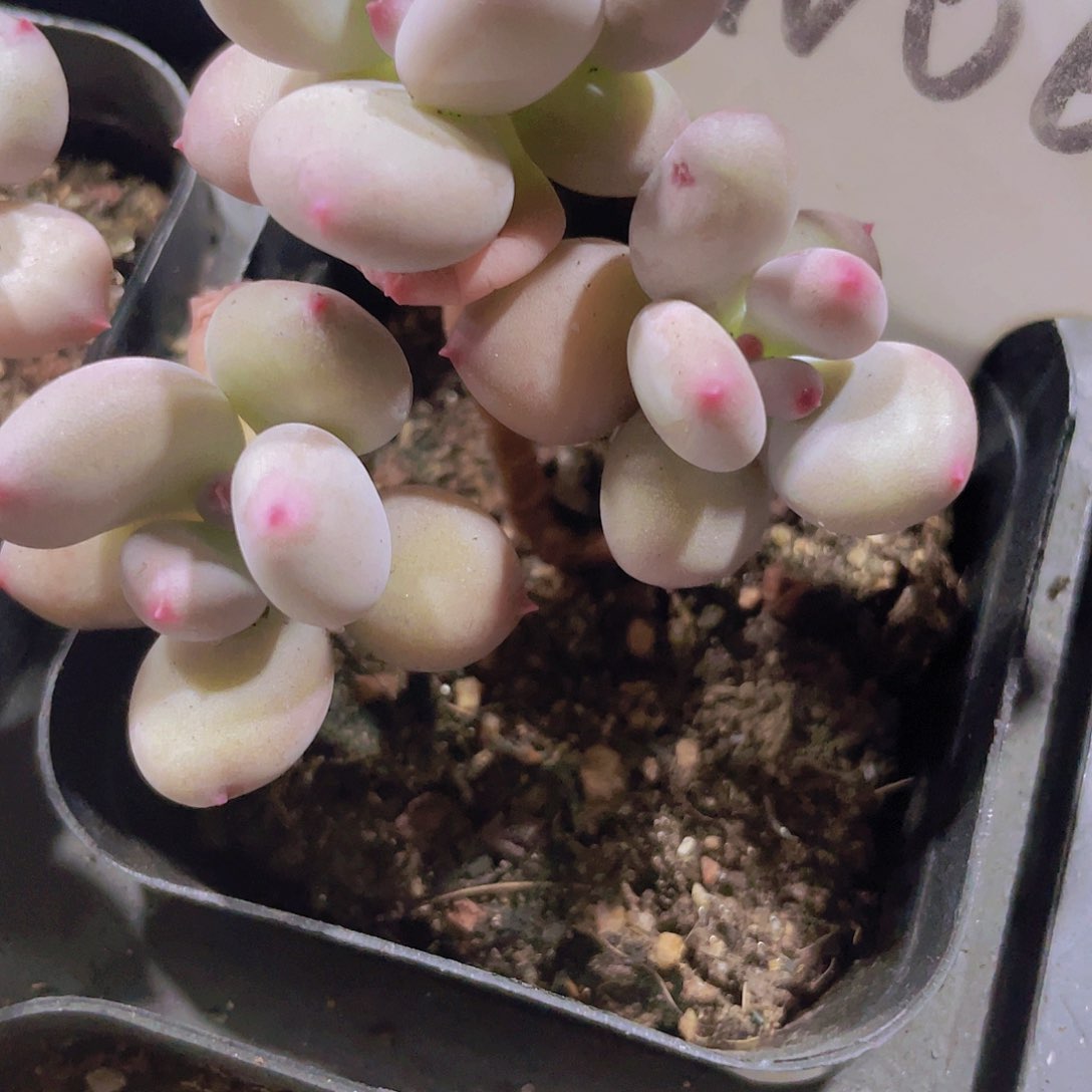 苹果奶w064一物一拍