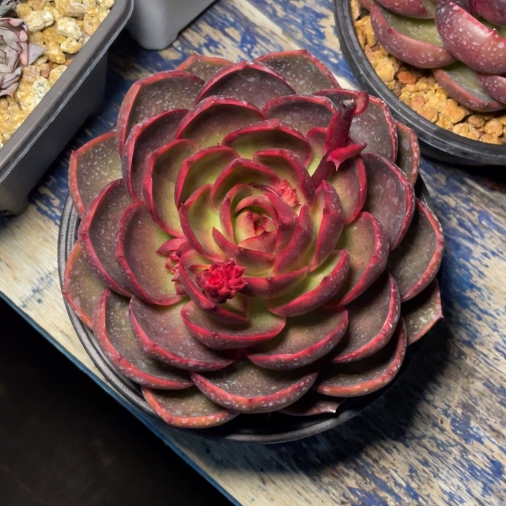 多肉榆川红灯红灯