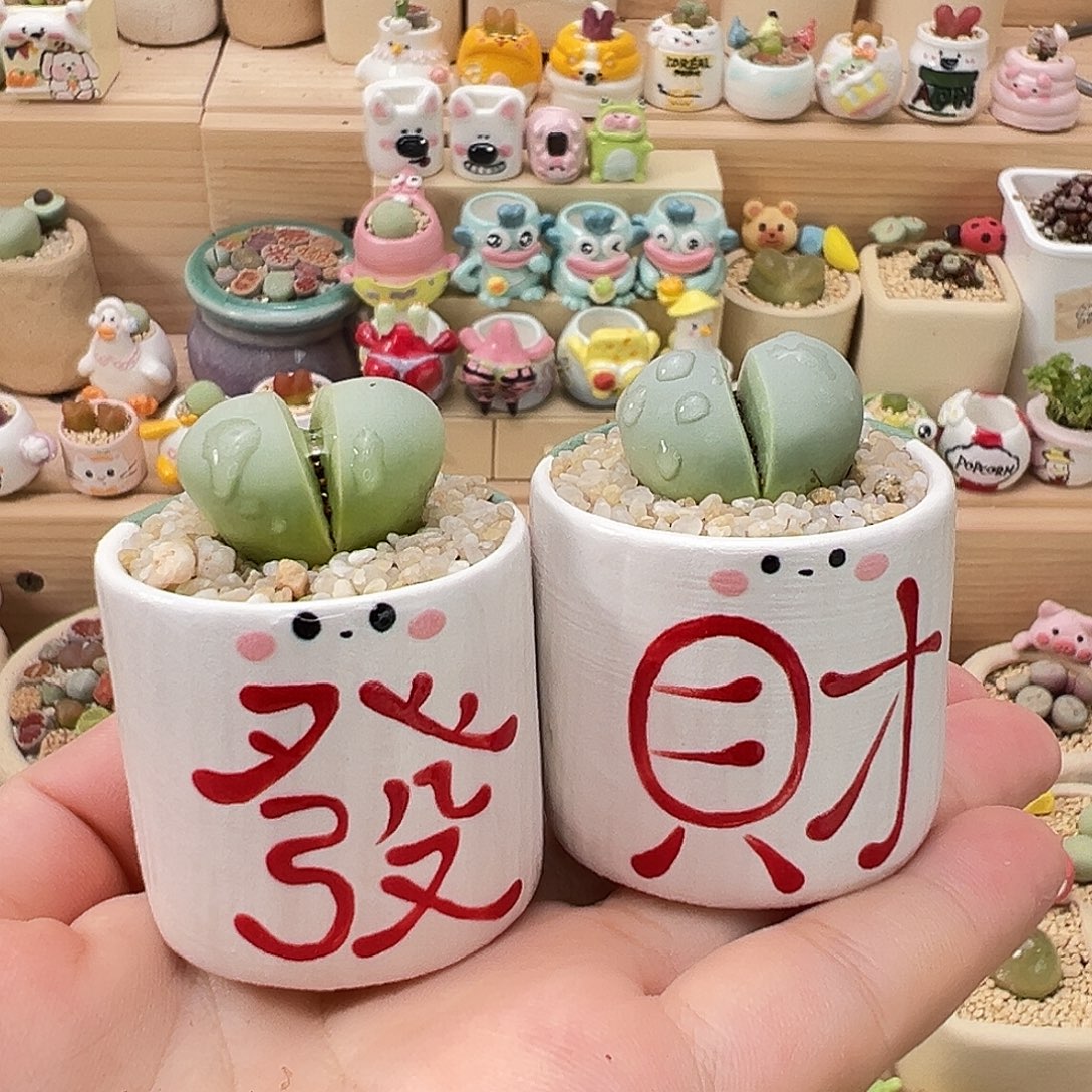 多肉植物5号一对发财