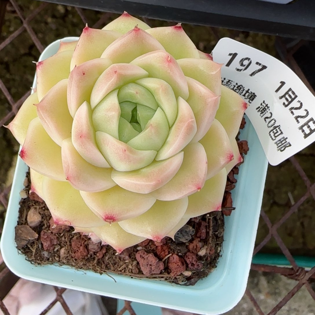 花语逸境0122-197