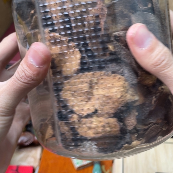 贝壳摆件峰云恩专属精选链接