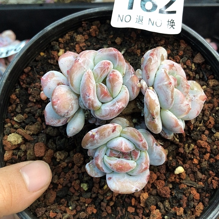 星影石榴籽福利出咯 162