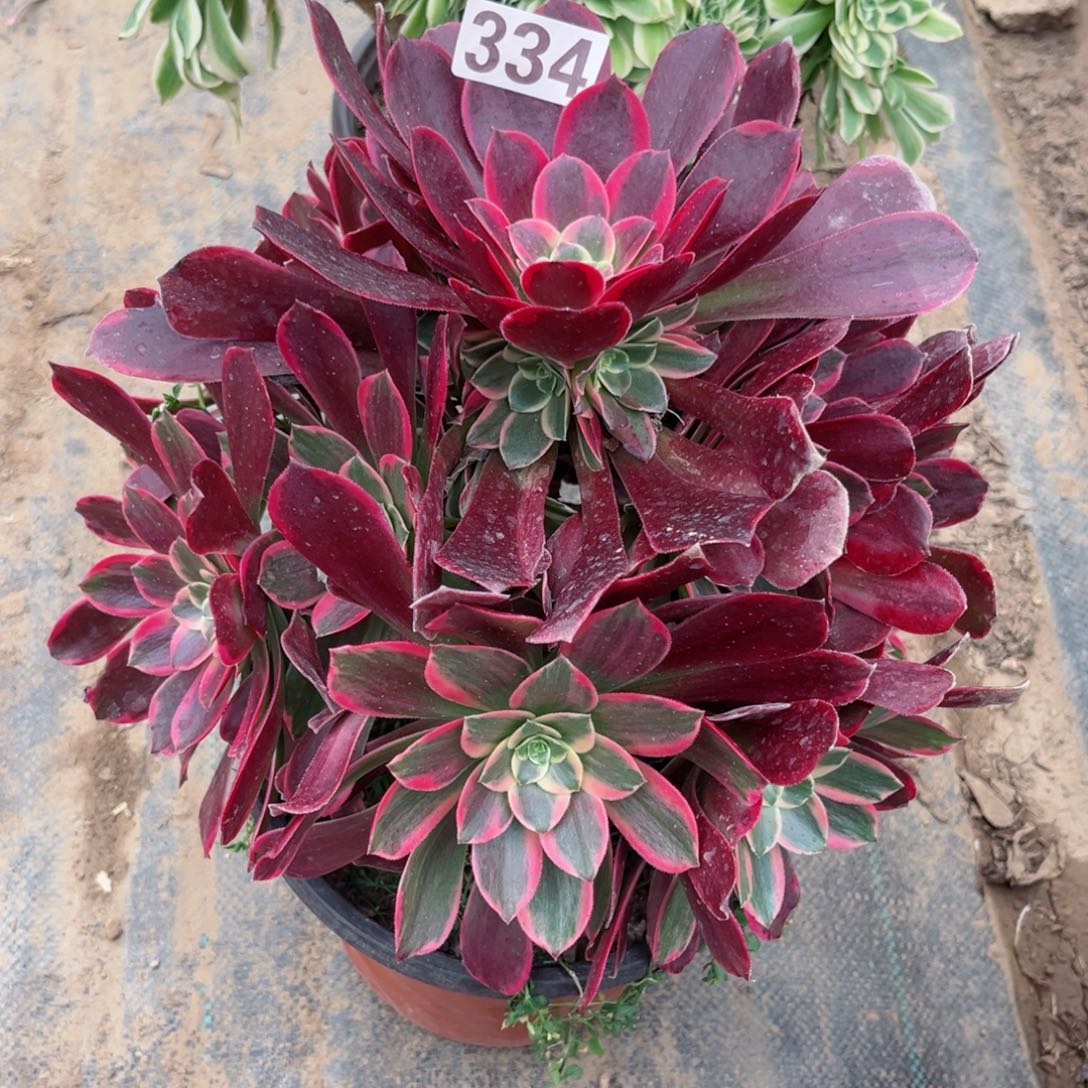 334金丝雀法师多肉植物